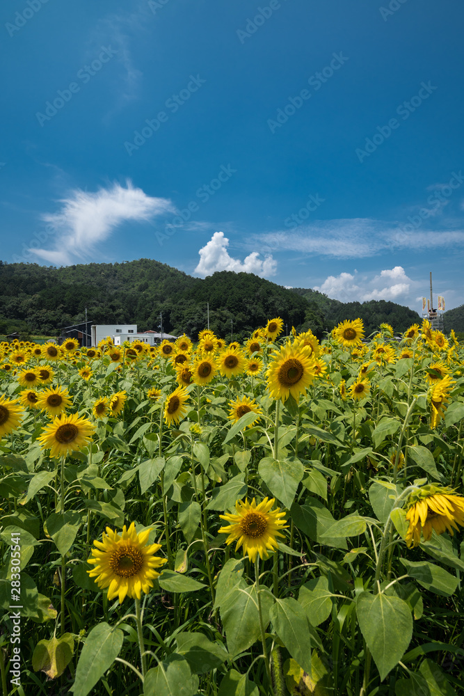 Obraz premium 兵庫県 ひまわりと夏の原風景