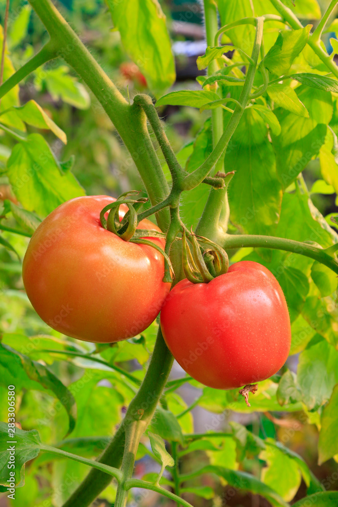 tomato in a plantation