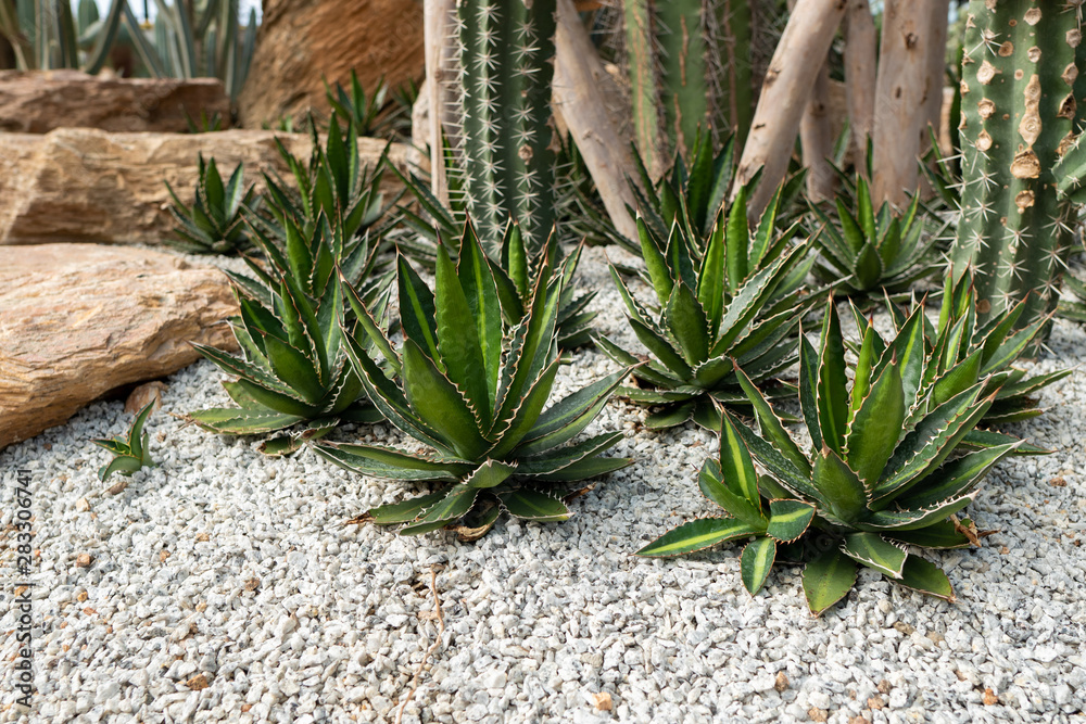 Green Agave cactus plant on rock ground in garden for home decoration. Green Agave cactus plant on rock ground in garden for home decoration.