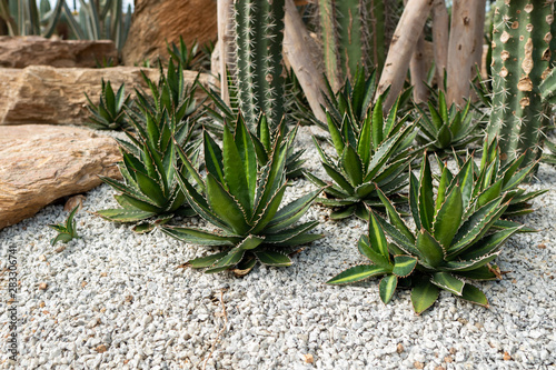 Green Agave cactus plant on rock ground in garden for home decoration.