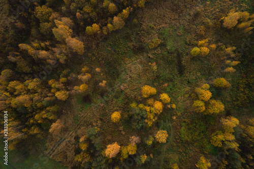 Aerial top view of autumn yellow forest with mixed trees