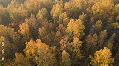 Aerial view of autumn yellow forest with mixed trees © GCapture