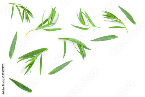 Bild auf Leinwand tarragon or estragon isolated on a white background