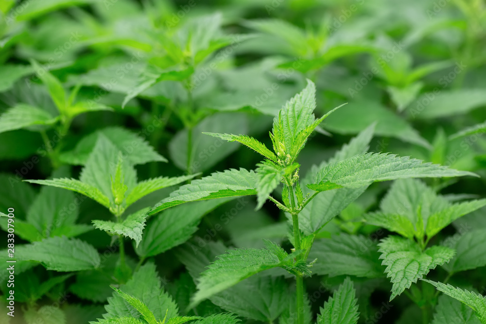 green fresh nettle green fresh nettle