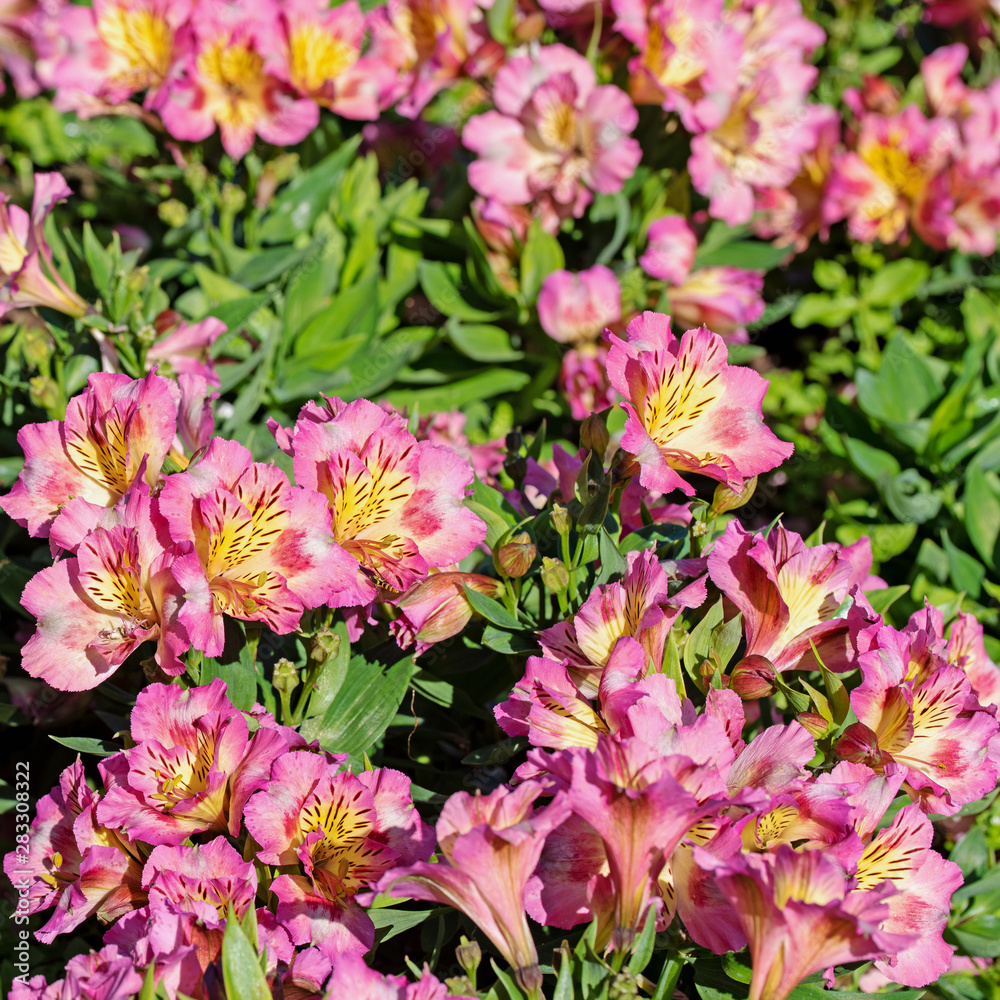 Rosa Inkalilien, Alstroemeria Rosa Inkalilien, Alstroemeria