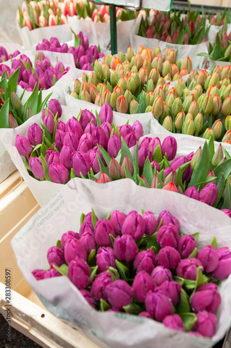 Photography tulip for sale in flower market in london