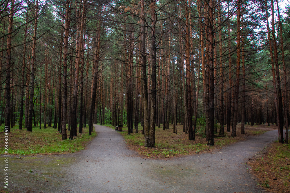 Fototapeta premium Branching paths in a pine forest