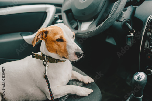 Sad dog lying in a car seat and waiting owner
