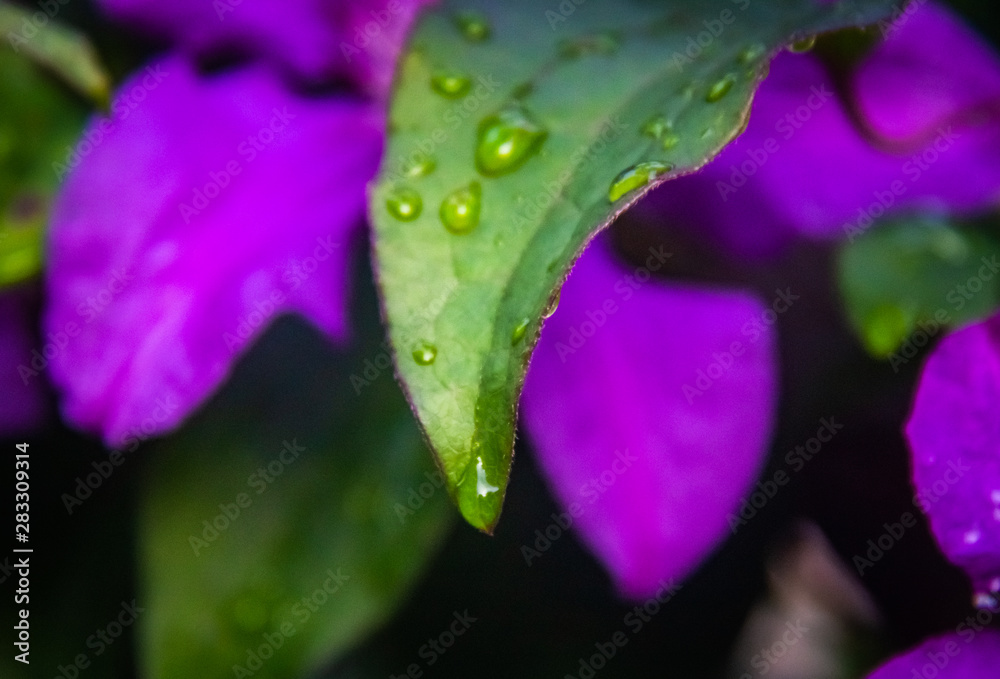 Drops of water flow from Clematis leaf