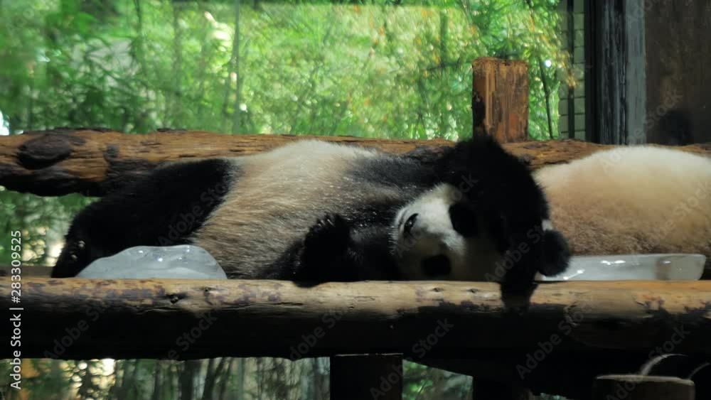 Giant Panda relax and sleep on wooden benches in public zoo on hot day Giant Panda relax and sleep on wooden benches in public zoo on hot day