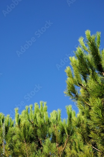 Pine tree against a blue sky, Puerto de Alijar, Andalusia, Spain.