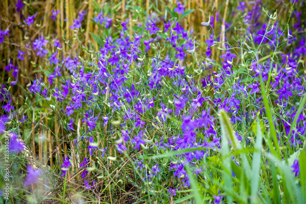 Fototapeta premium Field meadow in the summer, multi-colored wildflowers close-up.