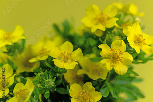 Blühender Fingerstrauch, Potentilla fruticosa © M. Schuppich