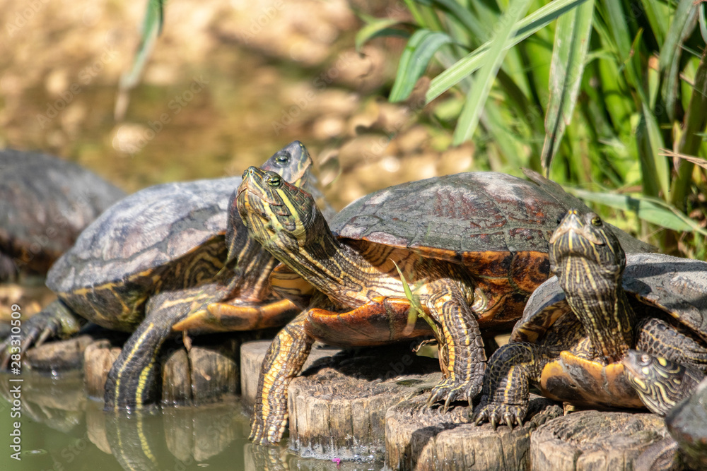 Obraz premium Tortue de Floride -Trachemys scripta elegans