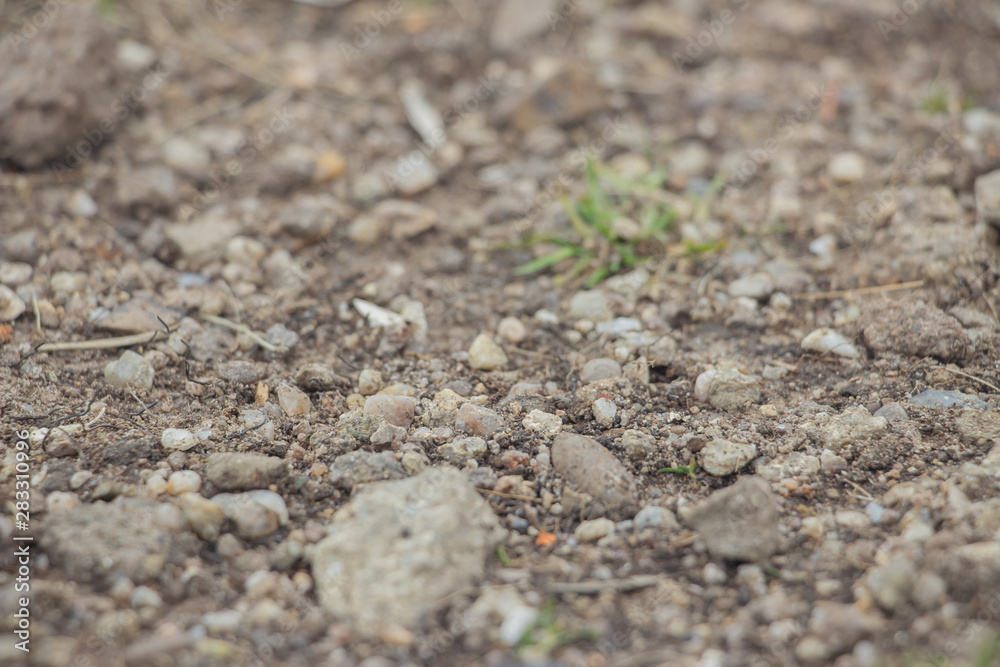 Lizard on a stone close-up. Black beetle on the grass and on the ground. Macro. Snake.