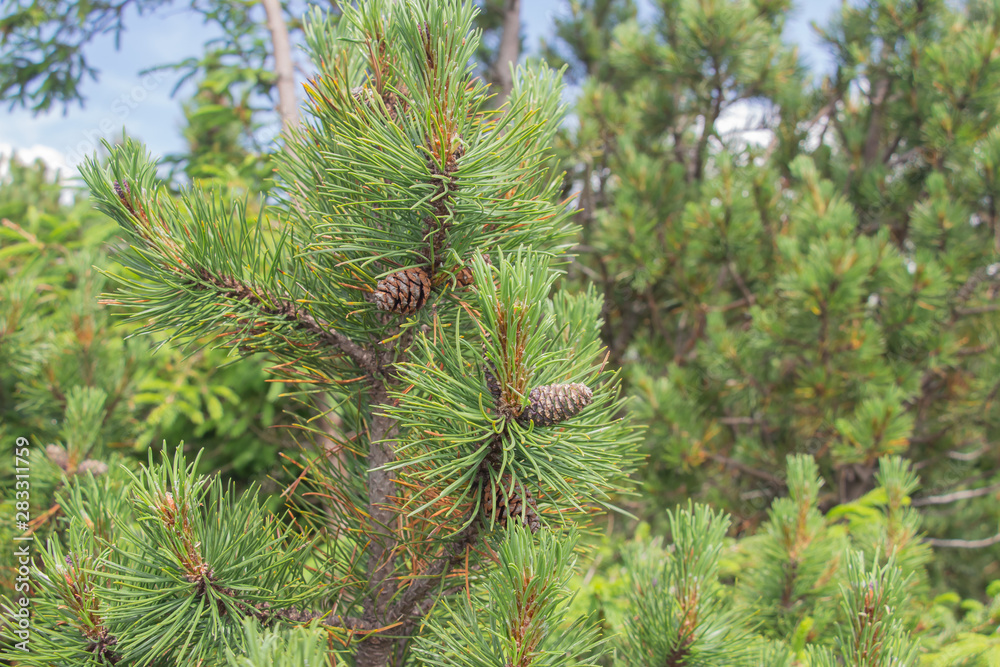 Cones grow on a Christmas tree close-up. Macro shot. Spines on a pine tree.