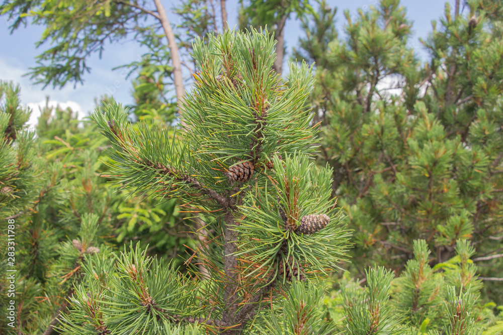 Cones grow on a Christmas tree close-up. Macro shot. Spines on a pine tree. Cones grow on a Christmas tree close-up. Macro shot. Spines on a pine tree.