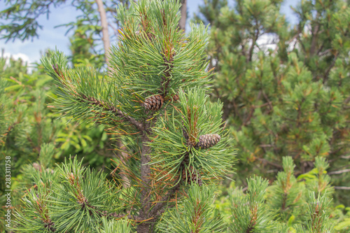 Cones grow on a Christmas tree close-up. Macro shot. Spines on a pine tree.