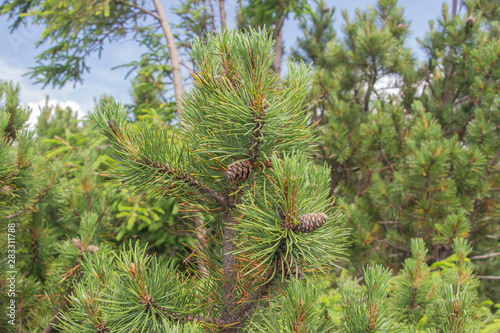 Cones grow on a Christmas tree close-up. Macro shot. Spines on a pine tree.