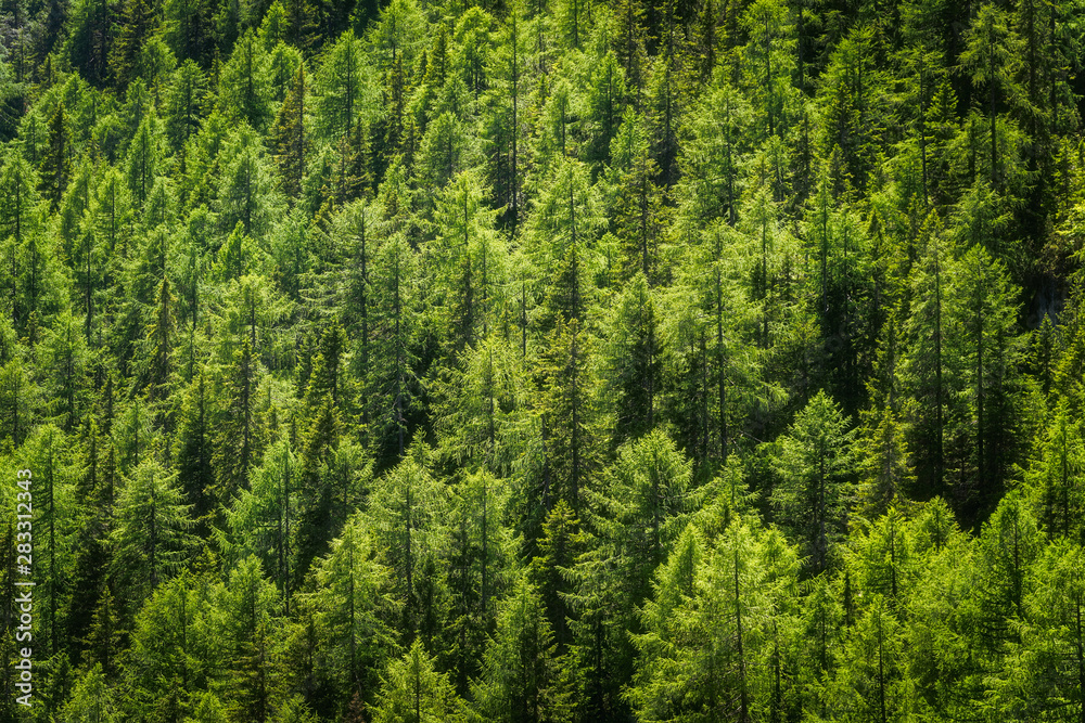 Green pine spruce forest Green pine spruce forest