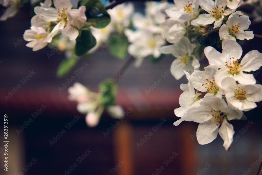 Blossoming branches of an apple tree with many flowers on a background of the house