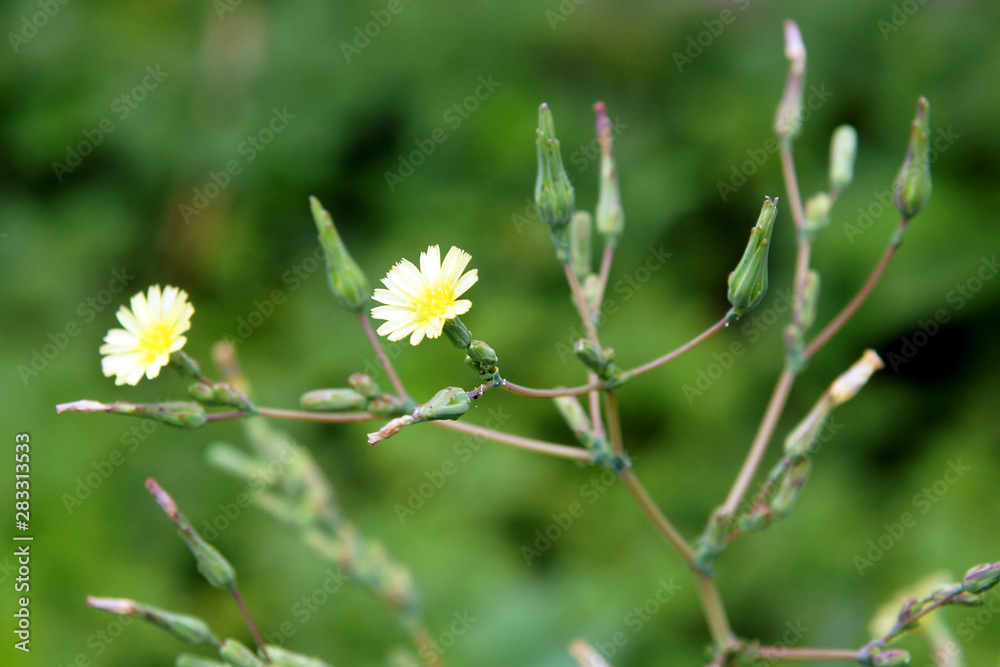 Yellow flowers of Lactuca serriola Yellow flowers of Lactuca serriola