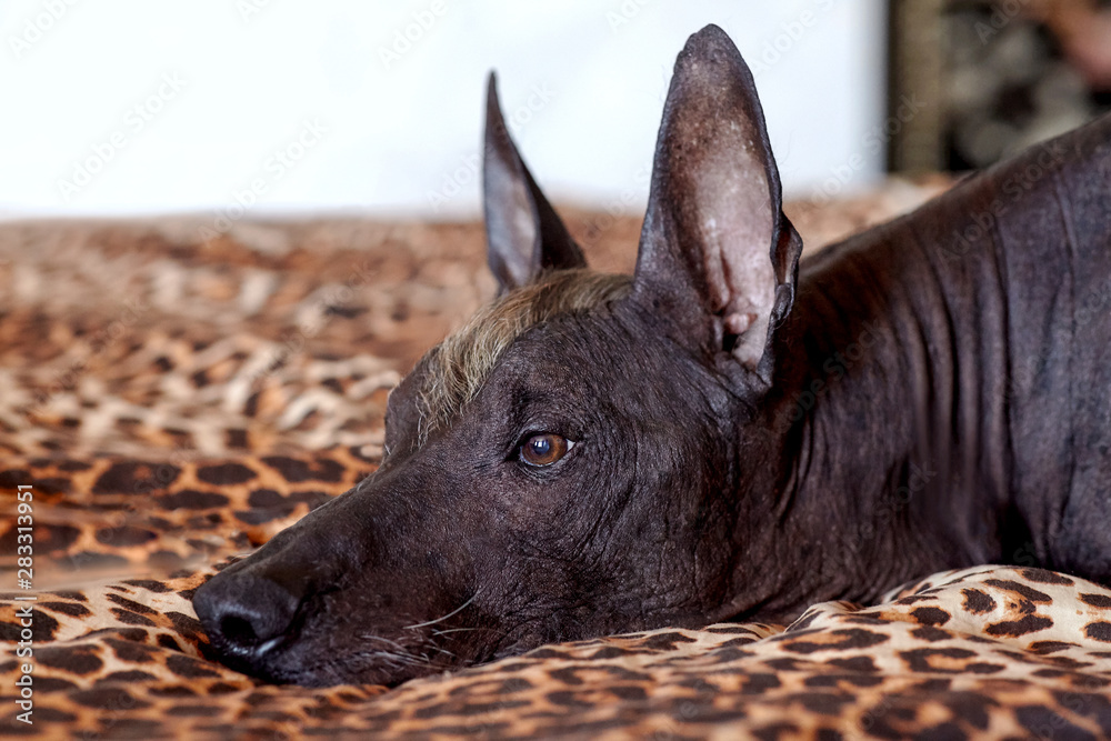 The head of Xolotizcuintle (Mexican Hairless Dog breed), of standard