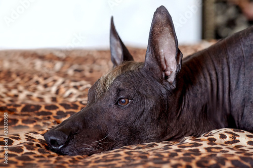 Foto The head of  Xolotizcuintle (Mexican Hairless Dog breed), of standard size, with red and white mohawk, lying on a leopard cover