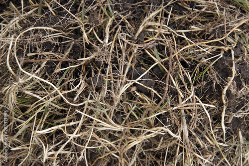 Couch grass (Elymus repens) rhizomes