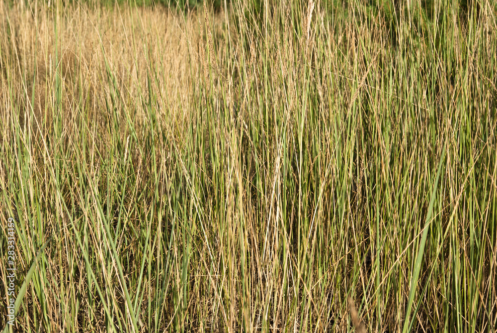 High grass and forest High grass and forest