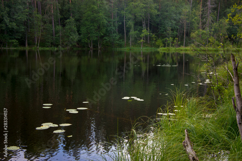 Small stream among pines. Karelia, Russia