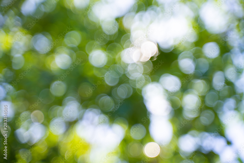 Green surface with sunlight through the trees Green surface with sunlight through the trees
