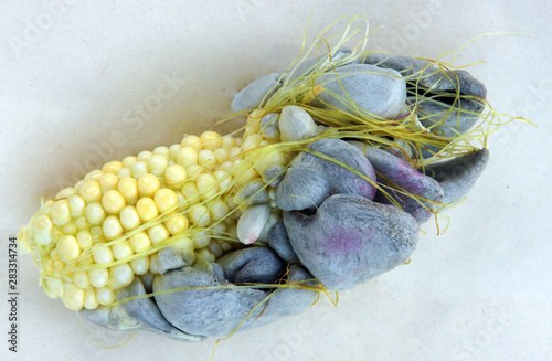 Corn smut caused by fungus Ustilago maydis photo