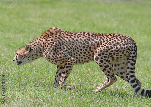 Close up of a cheetah on the prowl