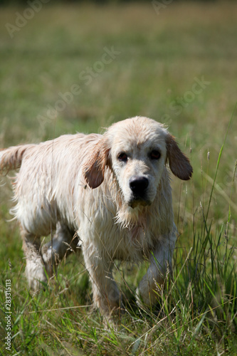 Labrador in a green meadow