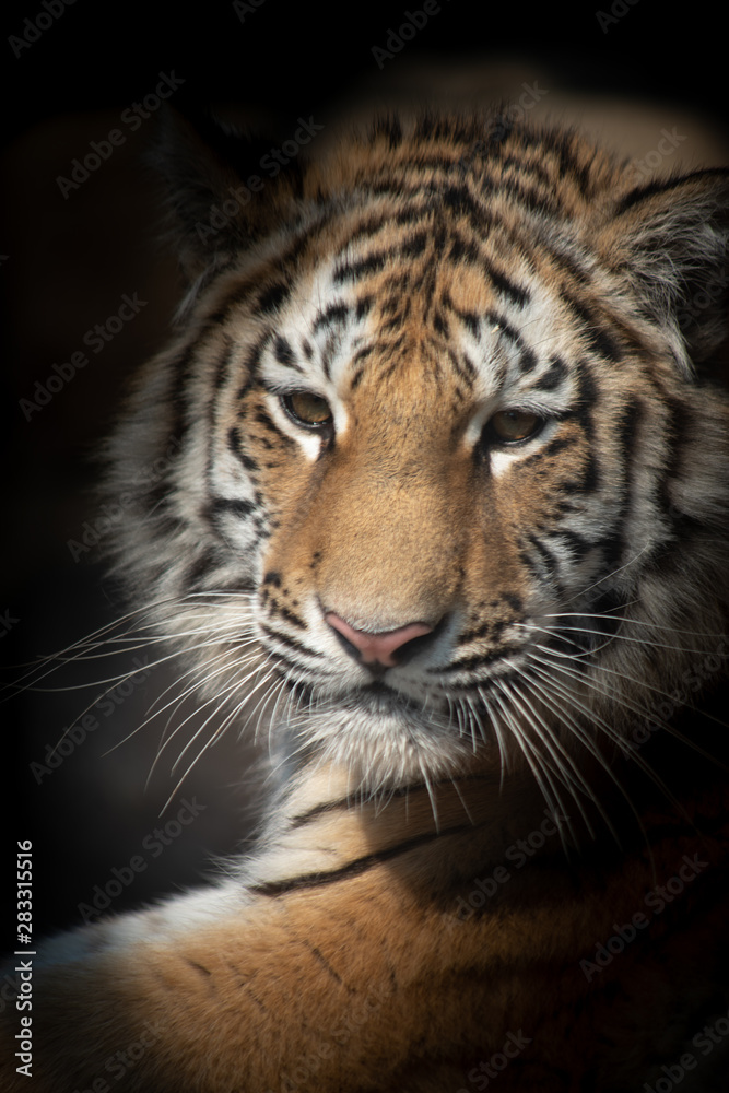 Fototapeta premium tygrys leży w cieniu.