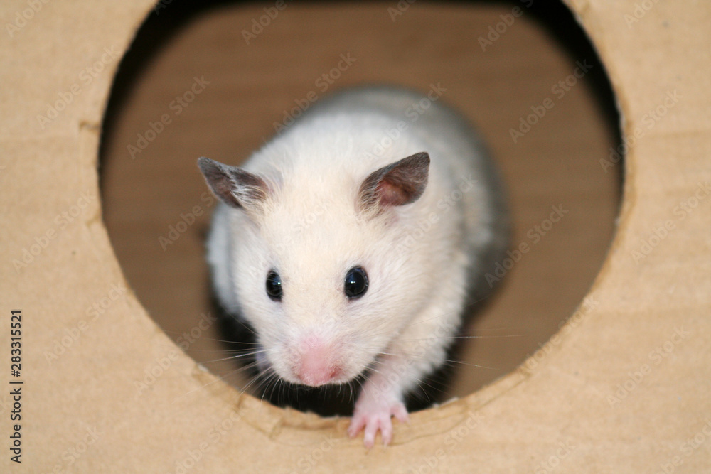 Obraz premium Hamsters