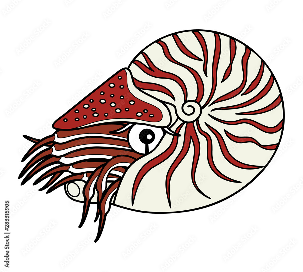 オウムガイ 深海魚 キャラクター イラスト Stock Illustration Adobe Stock