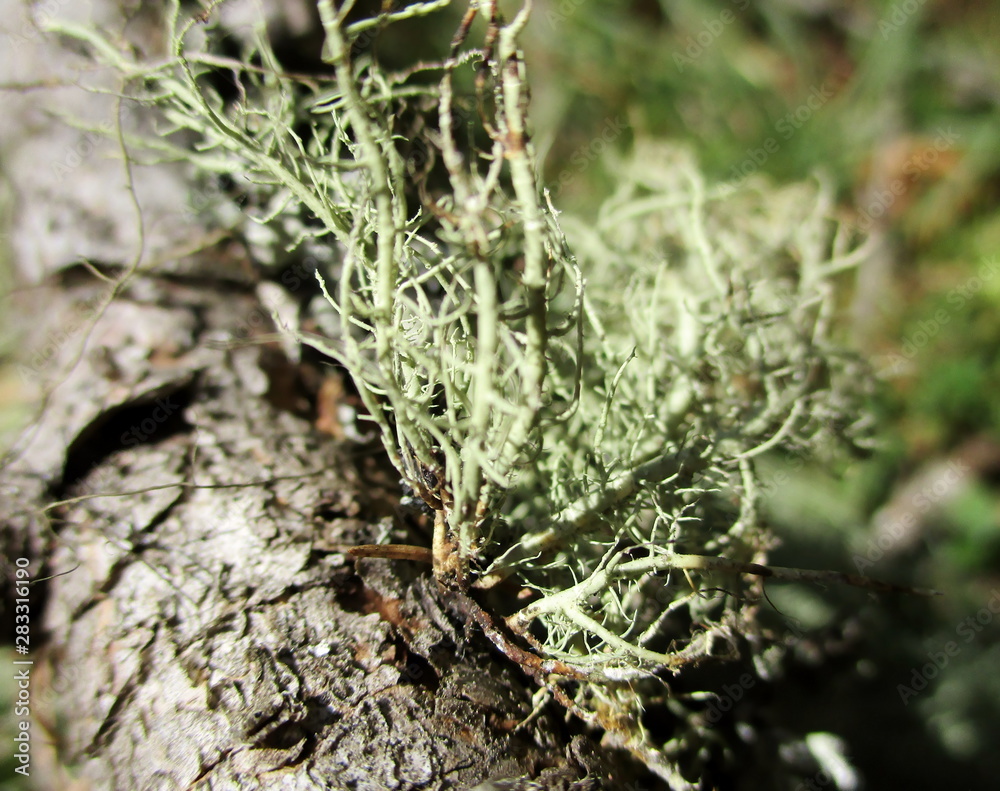 Gros plan lumineux d'un lichen filamenteux (Usnea barbata) sur une branche Gros plan lumineux d'un lichen filamenteux (Usnea barbata) sur une branche