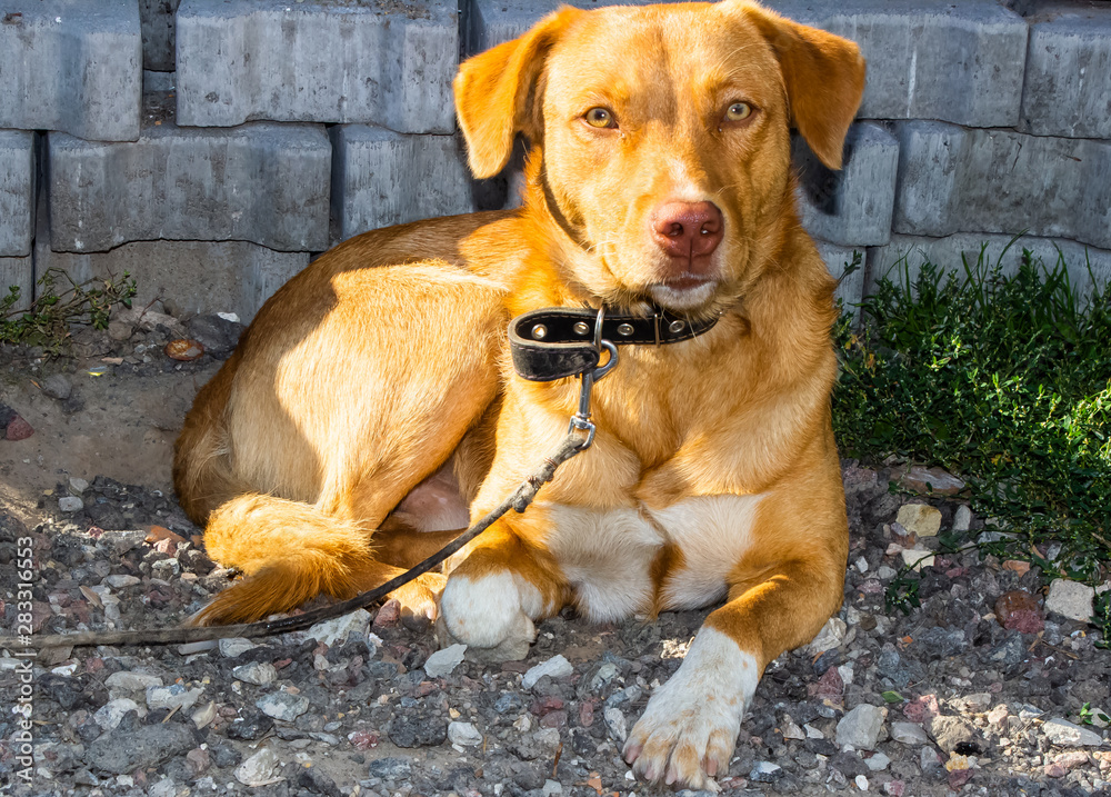 Cats and dogs are playing. Ginger dog with big eyes. The dog is sleeping. Cat on the stones.. Cats and dogs are playing. Ginger dog with big eyes. The dog is sleeping. Cat on the stones..