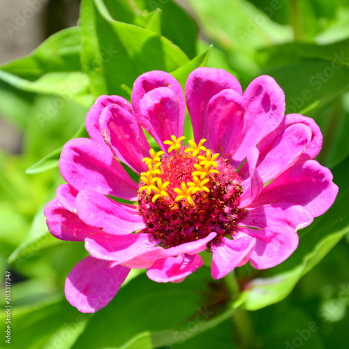 Nice flowers in the garden in midsummer  in a sunny day. Green landscape. 