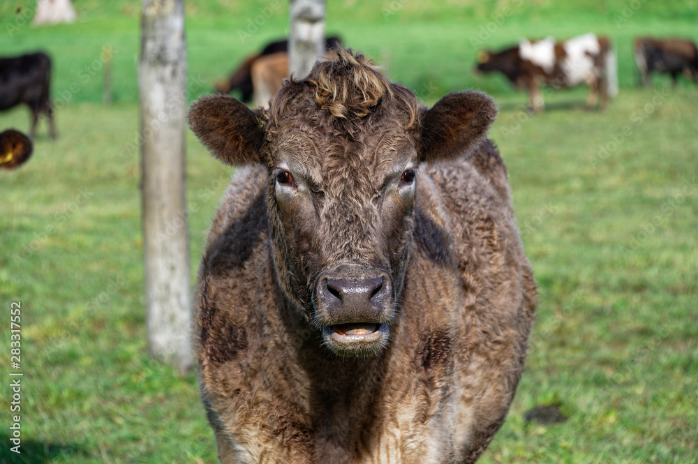 A Murray Grey cross cow looks at the camera