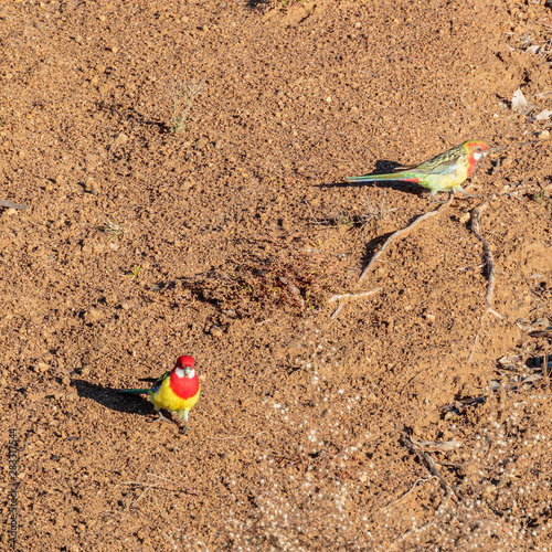 Eastern Rosellas ilooking  for a drink photo