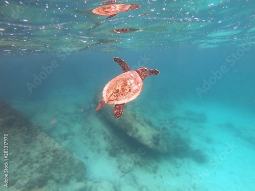 Swiming turtle © Sandra
