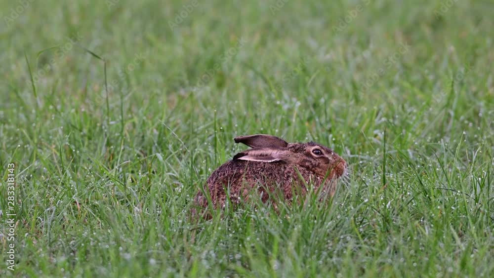 Brown hare sitting in the meadow and search feed, summer, (lepus capensis), germany Brown hare sitting in the meadow and search feed, summer, (lepus capensis), germany