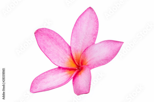 Isolated Red frangipanis or Plumeria on the white background.