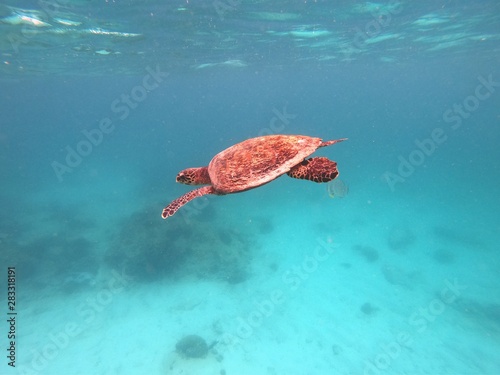 Swiming turtle © Sandra