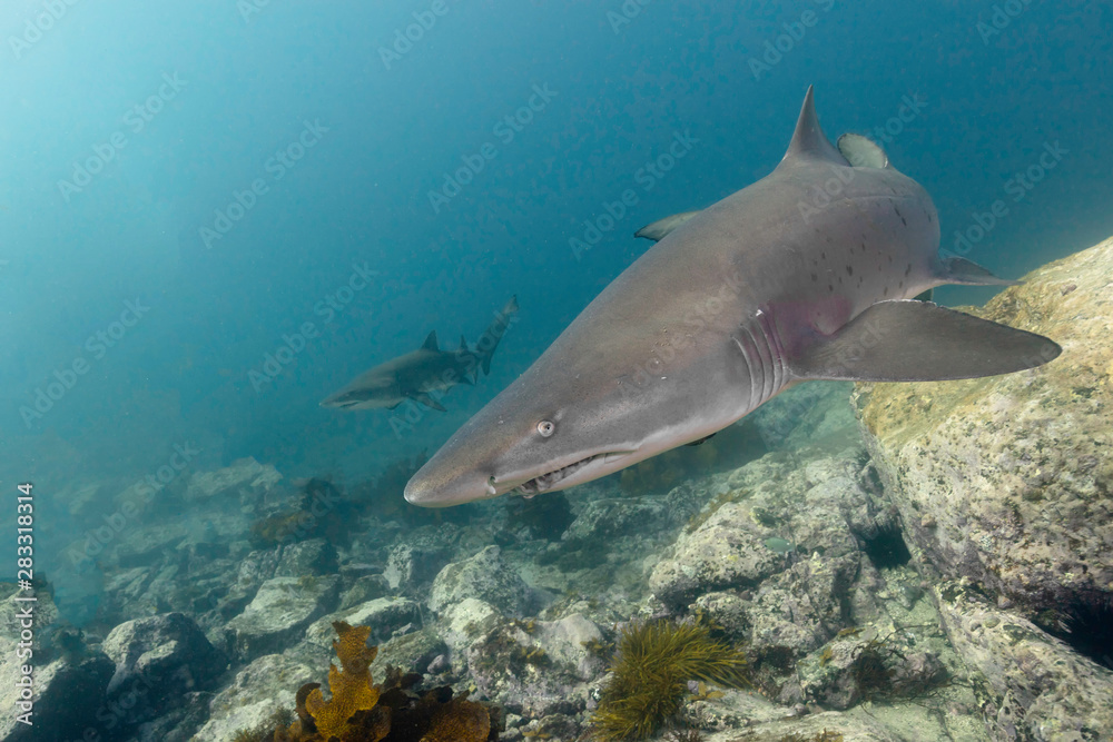 Fototapeta premium Grey Nurse Sharks In Shallow Water