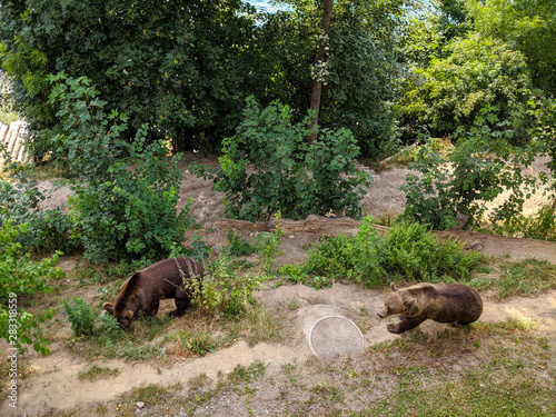 Two brown bears walking in the Bear Pit in Bern  Switzerland