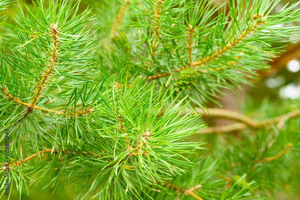 Pine branch in the forest Pine branch in the forest